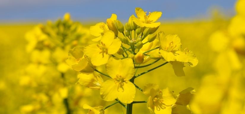 Candle wax - rapeseed wax